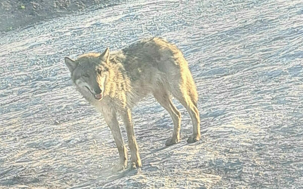 Wolfssichtung Abtswind Wolfssichtung Abtswind